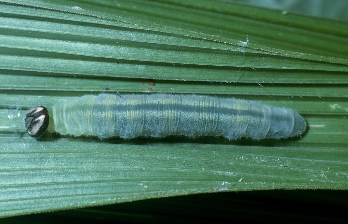 Fig.8. Prepupa de <i>Cymaenes odilia trebius</i>. 27mm de longitud vista dosal. Voucher :04-SRNP-32107-DHJ83736.jpg.