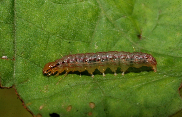 Fig 13. <i>Palpusia</i> Janzen02, en penúltimo estadio,16 mm de largo. Estación BiológicaCaribe. 
Voucher 09-SRNP-44557-DHJ459775.jpg