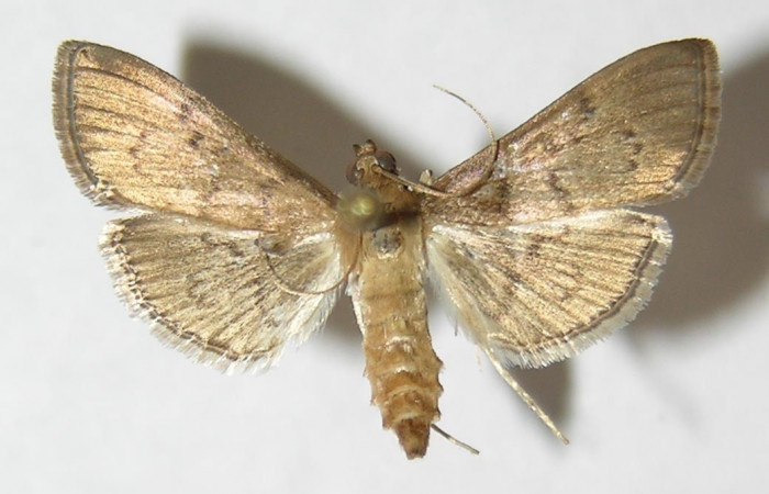 Fig 14. Adulto <i>Palpusia</i> Janzen02
vista dorsal, en alas abiertas mide 20 mm
Voucher 09-SRNP-44557-DHJ511776