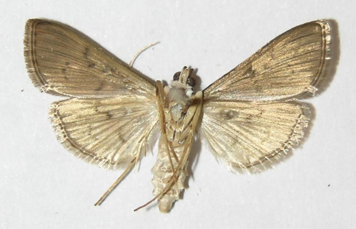 Fig 16. Adulto <i>Palpusia </i>Janzen02,
vista ventral en alas abiertas mide 20 mm. Voucher 09-SRNP-44557-DHJ511777