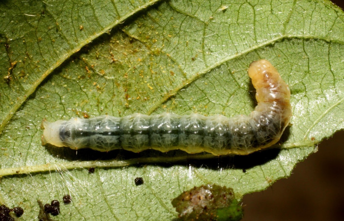 Fig 1. Larva <i>Palpusia</i> plumipesDHJ01, en último estadio, con una medida de 26 mm de largo. Estacion Biológica La Perla.
Voucher 10-SRNP-56317-DHJ478931.jpg