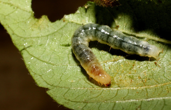 Fig. 4. Larva <i>Palpusia</i> plumipesDHJ01, en último estadio, con una medida de 26 mm de largo. Voucher 10-SRNP-56317-DHJ478932.jpg.