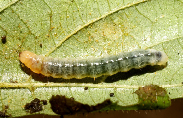 Fig 2. Larva <i>Palpusia</i> plumipesDHJ01, en último estadio, con una medida de 26 mm de largo. Estacion Biológica La Perla.
Voucher 10-SRNP-56317-DHJ478933.jpg