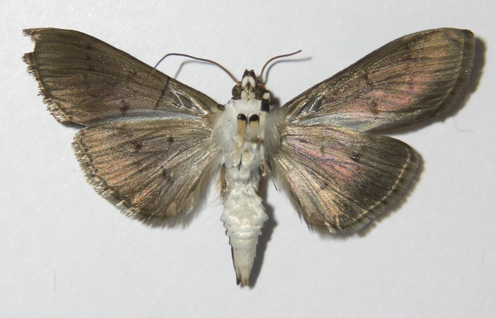 Fig 8. Adulto <i>Palpusia</i> plumipesDHJ01, vista ventral, 28 mm en alas abiertas.
Voucher 11-SRNP-2406-DHJ578717