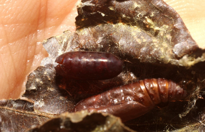 Fig 12. Pupa de larva <i>Palpusia</i> plumipesDHJ01, y muda de pupario del parásito <i>Pseudochaeta</i> Janzen52 de familia Tachinidae. Sector Santa Rosa. Voucher 11-SRNP-4978-DHJ800622.jpg.