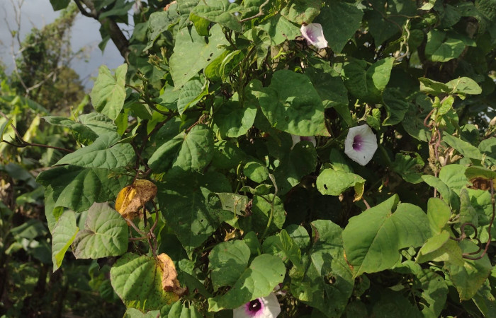  (Fig. 17) <i>Ipomoea batatas</i> familia Convolvulaceae, planta hospedera de larva. <i>Palpusia</i> Janzen02, (Crambidae) Estación Biológica Llanura. Foto, Cirilo Umaña  Dominguez, 02/ 27/ 2023.