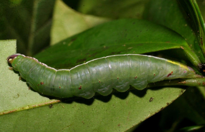 Figura 13. Larva de <i>Cecrita cariba</i> (Notodontidae). Voucher: 07-SRNP-24180-DHJ430041.jpg.