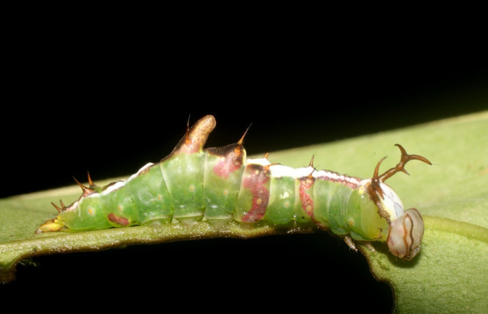 Figura 1. <i>Cecrita meretricia</i> (Notodontidae). Penúltimo estadio, parte lateral. Voucher: 18-SRNP-1067-DHJ704988.jpg.