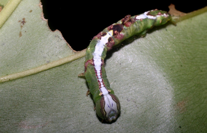 Figura 2. <i>Cecrita meretricia</i> (Notodontidae). Penúltimo estadio, parte frontal. Voucher: 18-SRNP-1067-DHJ704994.jpg.