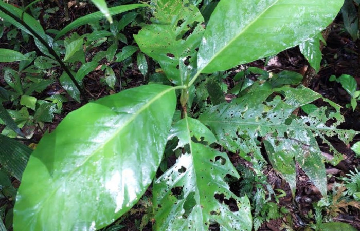 Figura 20. Plántula de <i>Pentagonia donnellsmithii</i> (Rubiaceae), puede llegar a crecer de 5 a 6 m de altura. Foto: Cano enero 2023.