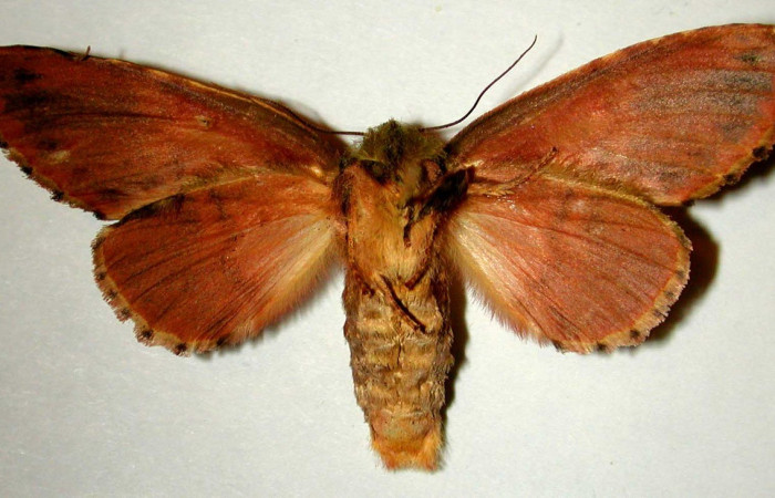 Figura 16. Adulto de <i>Cecrita meretricia</i> (Notodontidae). Hembra. Voucher: 99-SRNP-12536-DHJ32757.