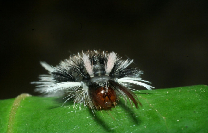 Fig. 10 Larva <i>Ochrodota</i> pronapidesBE03, Erebidae, (estadio Pu), mostrando la posición cabeza rojiza, se alimenta <i>Nectandra belizensis</i> , familia (Lauraceae). Voucher: 09-SRNP-56362-DHJ460308.jpg.