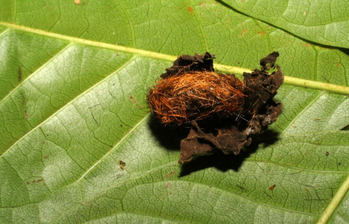 Fig. 12 Pupa <i>Belvosia</i> Woodley14, (Tachinidae), <i>Ochrodota</i> pronapidesBE03, Erebidae, mostrando el puparium, en <i>Ocotea puberula</i>, familia (Lauraceae). Voucher: 04-SRNP-1334-DHJ401407.jpg.
