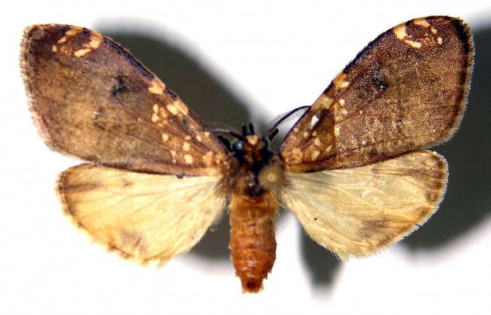 Fig.1 Adulto <i>Ochrodota</i> pronapidesBE03, Erebidae, macho, mostrando la parte  dorsal. Voucher: 02-SRNP-8871-DHJ92232.