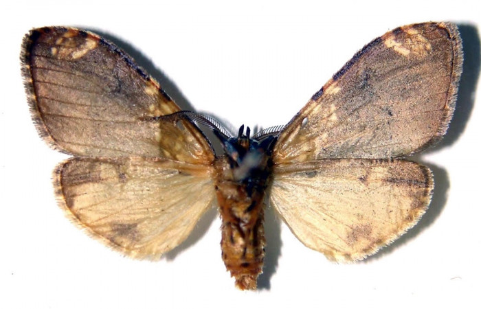 Fig.2 Adulto <i>Ochrodota</i> pronapidesBE03, Erebidae, macho, mostrando la parte ventral. Voucher: 02-SRNP-8871-DHJ92233.