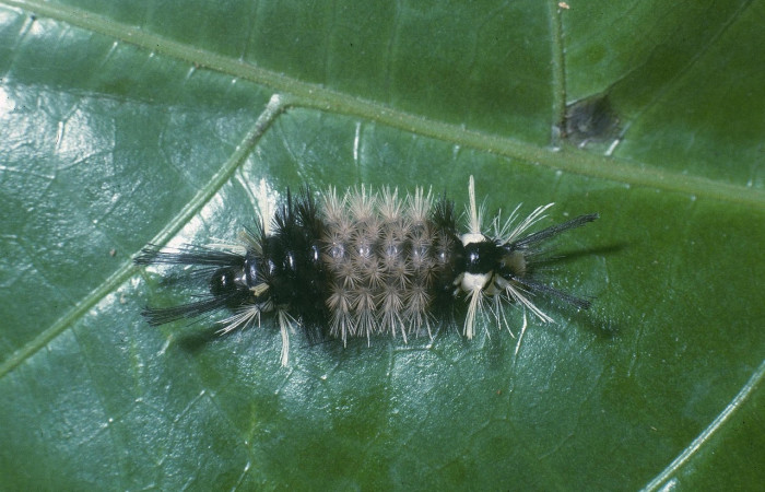 Fig. 5 Larva <i>Ochrodota</i> pronapidesBE03, Erebidae, (estadio Pu), mostrando la posición lateral entero, se alimenta <i>Ocotea puberula</i>, familia (Lauraceae). Voucher: 04-SRNP-1336-DHJ81737.jpg.
