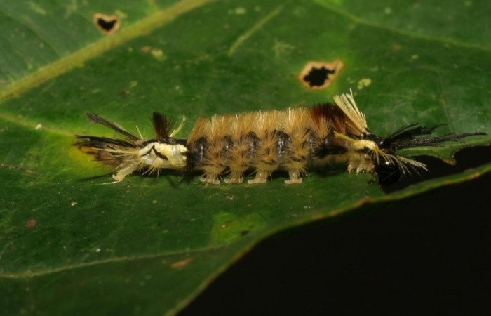 Fig. 6 Larva <i>Ochrodota</i> pronapidesBE03, Erebidae, (estadio U), mostrando la posición lateral entero, se alimenta <i>Ocotea puberula</i>, familia (Lauraceae). Voucher: 06-SRNP-4988-DHJ410819.jpg.