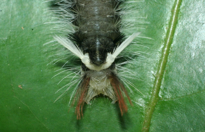 Fig. 8 Larva <i>Ochrodota</i> pronapidesBE03, Erebidae, (estadio Pu), mostrando la posición trasera, se alimenta <i>Nectandra belizensis</i>, familia (Lauraceae). Voucher: 09-SRNP-56362-DHJ460302.jpg.