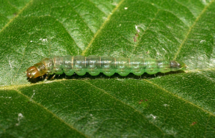 Figura 8. Larva <i>Antaeotricha spurca</i>, Depressariidae, vista lateral. (07-SRNP-22936-DHJ426687).