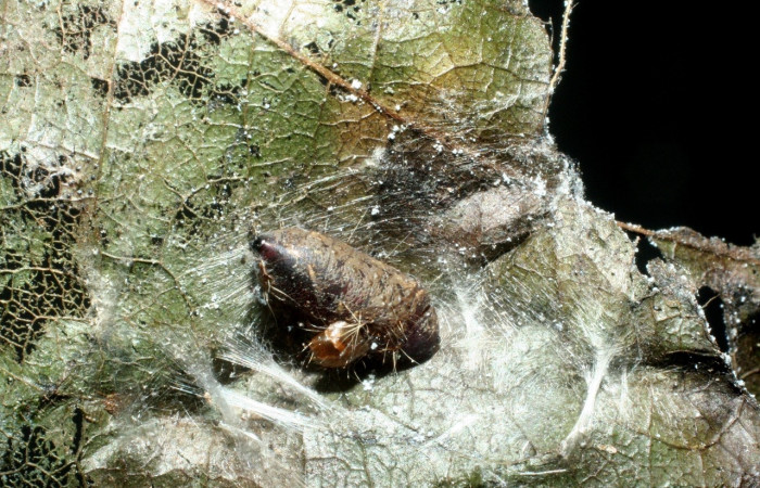 Figura 9. Pupa de <i>Antaeotricha spurca</i>, Depressariidae, parasitada por la familia Tachinidae, <i>Genea</i> Janzen25, vista dorsal,  (08-SRNP-641-DHJ453090).