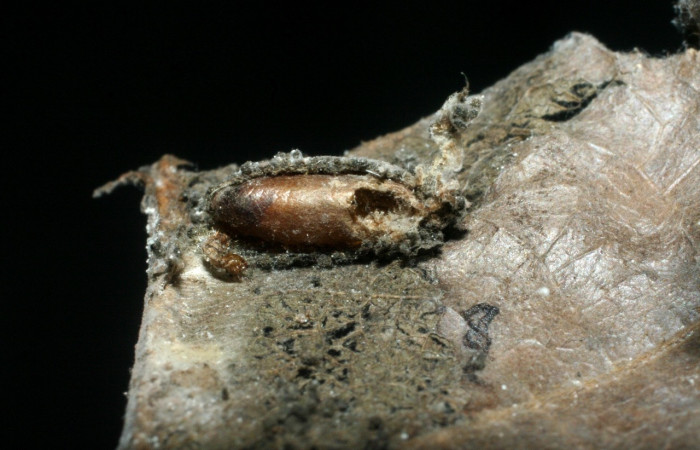 Figura 11. Detalle capullo de Ichneumonidae, <i>Phytodietus</i> lindusDHJ01,parásito que ataca a la larva de <i>Antaeotricha spurca</i>. Voucher: (08-SRNP-70065-DHJ462711).