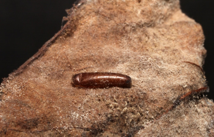 Figura 12.  Detalle capullo de Ichneumonidae, <i>Phytodietus</i> lindusDHJ01, parásito que ataca larva de <i>Antaeotricha spurca</i> . Voucher: (09-SRNP-23611-DHJ495941.