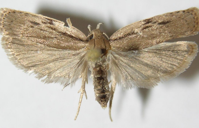 Figura 1. Adulto de <i>Antaeotricha spurca</i> (macho), vista dorsal. (09-SRNP-40702-DHJ507958).