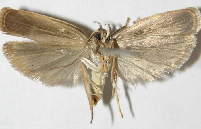 Figura 2. Adulto de <i>Antaeotricha spurca</i> (macho), vista ventral. (09-SRNP-40702-DHJ507959).