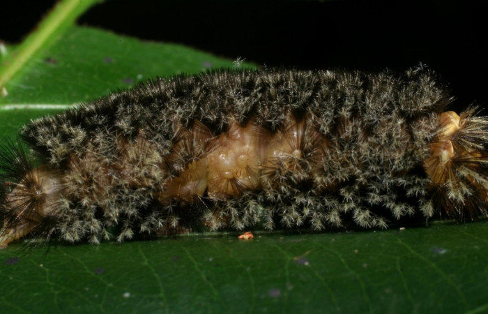 Fig. 12 Larva <i>Robinsonia deiopea</i>, Erebidae, mostrando la posición costado, se alimenta <i>Pouteria reticulata</i>, familia (Sapotaceae). Voucher: 08-SRNP-72813-DHJ447526.jpg.