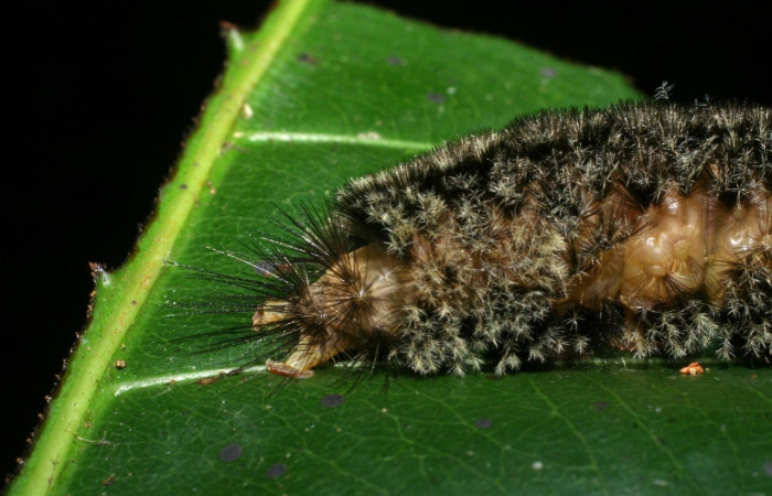 Fig. 13 Larva <i>Robinsonia deiopea</i>, Erebidae, mostrando la posición costado trasero piel vistosa, se alimenta <i>Pouteria reticulata</i>, familia (Sapotaceae). Voucher: 08-SRNP-72813-DHJ447527.jpg.