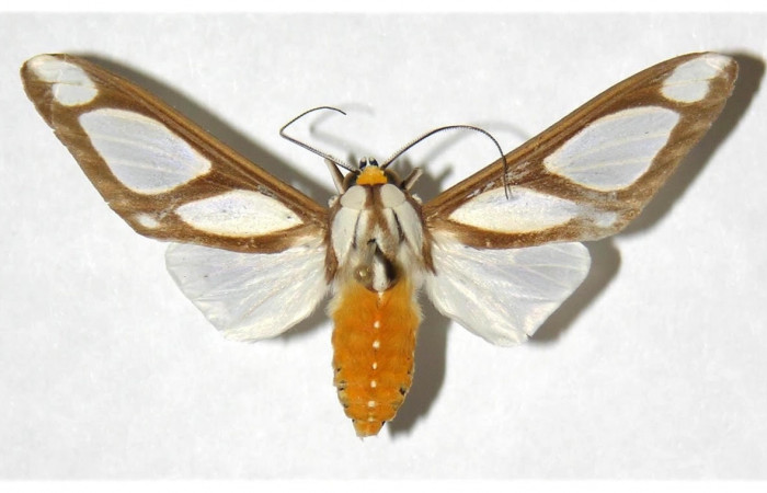 Fig.1 Adulto <i>Robinsonia deiopea</i>, Erebidae, macho, mostrando la parte dorsal. Voucher: 01-SRNP-10416-DHJ316728.