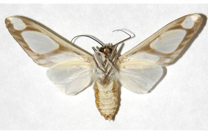 Fig.2 Adulto <i>Robinsonia deiopea</i>, Erebidae, macho, mostrando la parte ventral. Voucher: 01-SRNP-10416-DHJ316729.