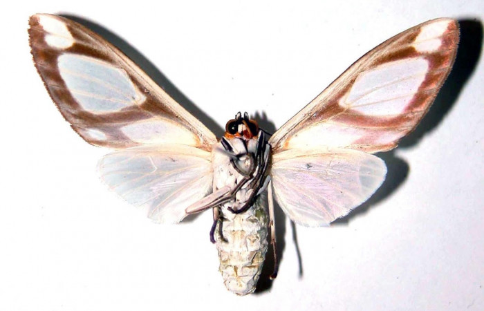 Fig.4 Adulto <i>Robinsonia deiopea</i>, Erebidae, hembra, mostrando la parte ventral. Voucher: 01-SRNP-10417-DHJ38927.