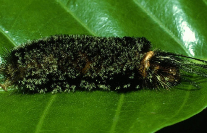Fig. 8 Larva <i>Robinsonia deiopea</i>, Erebidae, mostrando la posición dorsal entero, se alimenta <i>Pouteria campechiana</i>, familia (Sapotaceae). Voucher: 03-SRNP-17594-DHJ76914.jpg.
