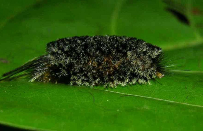 Fig. 9 Larva <i>Robinsonia deiopea</i>, Erebidae, mostrando la posición dorsal entero, se alimenta <i>Pouteria reticulata</i>, familia (Sapotaceae). Voucher: 05-SRNP-33466-DHJ424047.jpg.