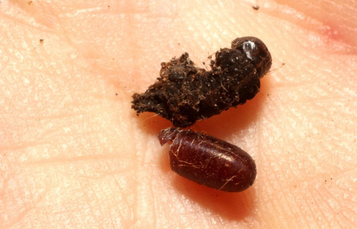 Fig.10 Observamos un pupario vacío del parásito <i>Eucelatoria</i> armigeraDHJ07 (Tachinidae), junto a resto de larva <i>Hyblaea puera</i>, (Hyblaeidae). (13-SRNP-16571-DHJ804548.jpg).
