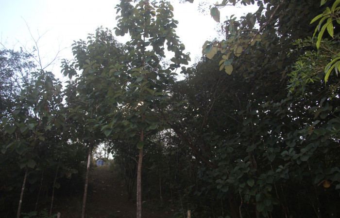 Fig.11 Planta <i>Tectona grandis</i>, (Verbenaceae) (Fabaceae), hospedera de la <i>Hyblaea puera</i> (Hyblaeidae), Sector Mundo Nuevo, Estación Biólgica La Perla. Foto, Jose cortes, 22 Noviembre 2022.