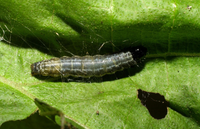 Fig.3 Vista dorsal, <i>Hyblaea puera</i>, (Hyblaeidae). Se colectó 2 de julio 2007 Sector Mundo Nuevo, Estacion La Perla, 325mts. (07-SRNP-57756-DHJ428523.jpg).