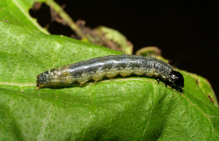 Fig.4 Vista lateral, <i>Hyblaea puera</i>, (Hyblaeidae). Se colectó 2 de julio 2007 Sector Mundo Nuevo, Estacion La Perla, 325mts. (07-SRNP-57756-DHJ428525.jpg)