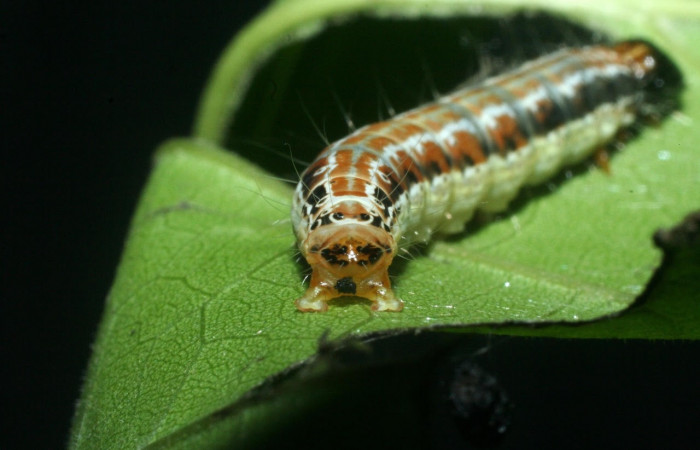 Fig.6 Vista trasera, <i>Hyblaea puera</i>, (Hyblaeidae). Se colectó 10 de junio 2009 Sector Santa Rosa, Quebrada Puercos, 155mts. (09-SRNP-13771-DHJ454751.jpg).