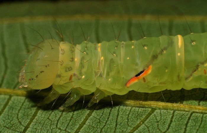 Figura 4. Detalle lateral cabeza y tórax <i>Encruphion xanthotricha</i> (Erebidae)). (00-SRNP-11954-DHJ54922).