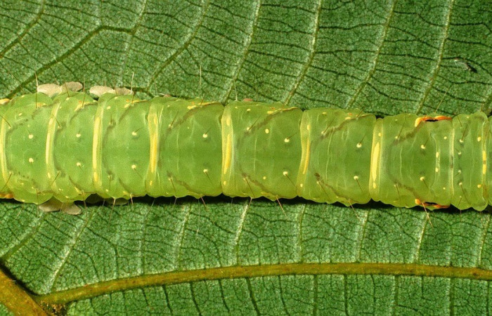 Figura 2. Detalle dorsal, <i>Encruphion xanthotricha</i> (Erebidae). (00-SRNP-11954-DHJ54926).