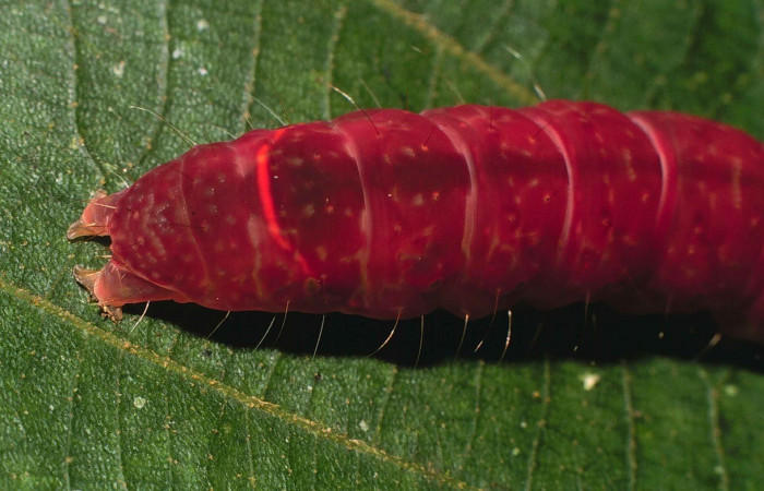 Figura 8. Detalle dorsal centro, <i>Encruphion xanthotricha</i> (Erebidae). (00-SRNP-11954-DHJ54928).