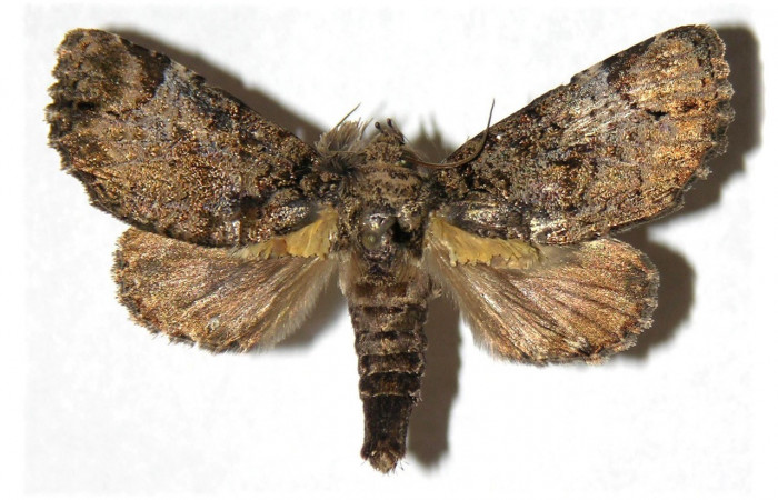 Figura 18. Adulto, vista dorsal. <i>Encruphion</i> Poole01 (Erebidae). (02-SRNP-15824-DHJ313780).