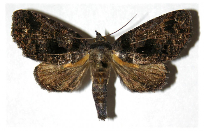 Figura 16. Adulto, vista dorsal <i>Encruphion xanthotricha</i> (Erebidae). (05-SRNP-22363-DHJ313794).