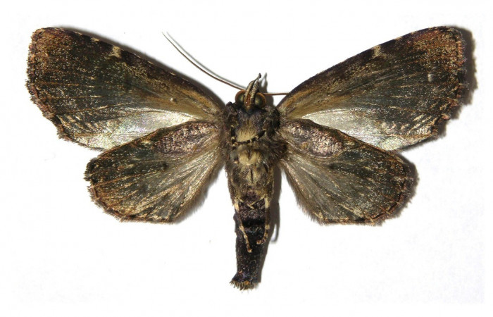 Figura 17. Adulto, vista ventral <i>Encruphion xanthotricha</i> (Erebidae). (05-SRNP-22363-DHJ313795).