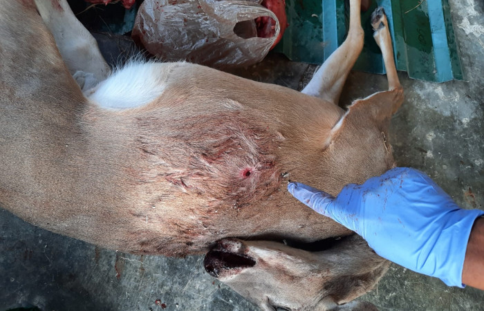 5 de marzo 2023  Sector Murciélago, Parque Nacional Santa Rosa  Foto: Programa de Prevención, Protección y Control  