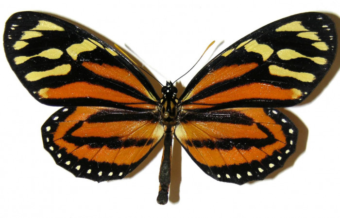 Figura 1. Vista dorsal <i>Lycorea atergatis </i> (Nymphalidae),envergadura alar 89 mm. Voucher: 04-SRNP-47731-DHJ308142.jpg.