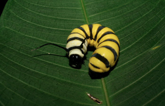 Figura 5. Cabeza de frente <i>Lycorea atergatis</i> (Nymphalidae), larva en último estadío 39 mm. Foto: 18/marzo/2006. 
 Voucher: 06-SRNP-21007-DHJ411788.jpg.
