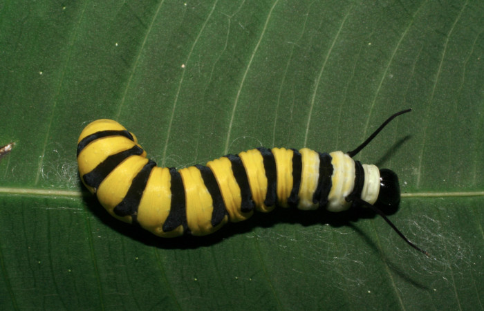 Figura 3. Vista dorsal <i>Lycorea atergatis</i> (Nymphalidae), larva en último estadío 39 mm. 
Foto: 18/marzo/2006.  Voucher: 06-SRNP-21007-DHJ411794.jpg.
